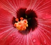 Hibiscus painting