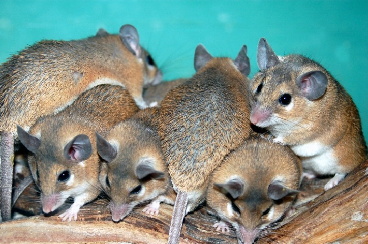African Spiny Mice