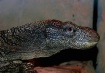Alligator Monitor