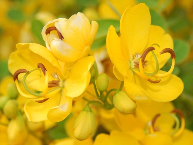 Yellow flowers of unknown species