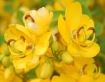Yellow flowers of...