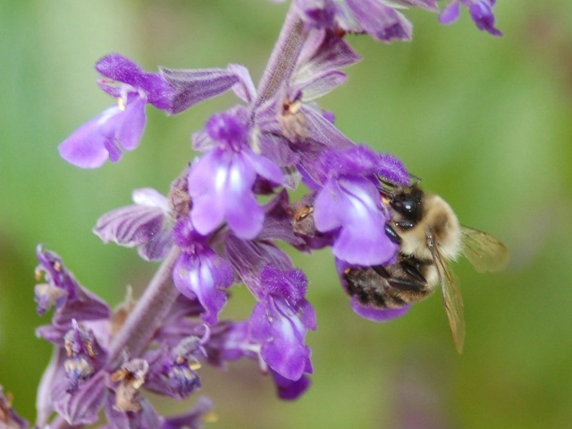 Bumblebee at dinnertime