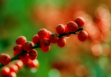 Wild Berries