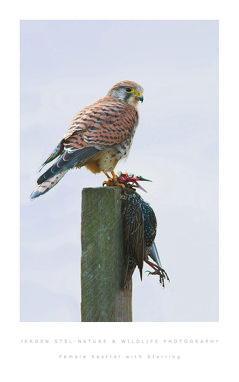Female Kestrel with Starling