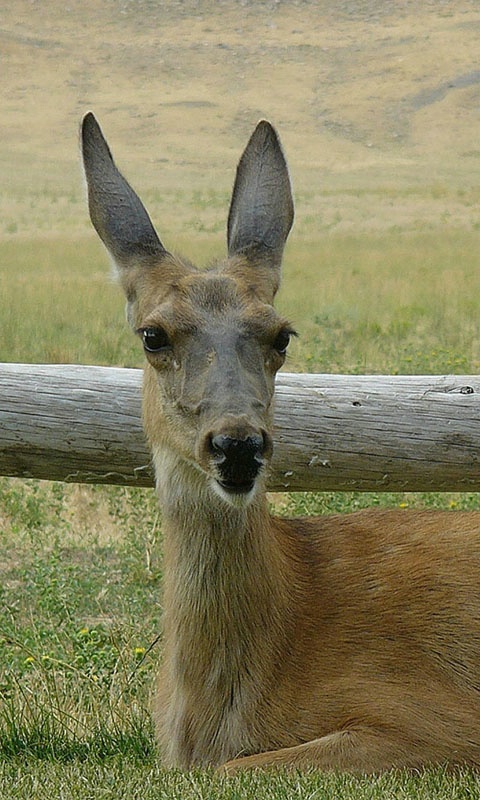 Mule Deer Profile