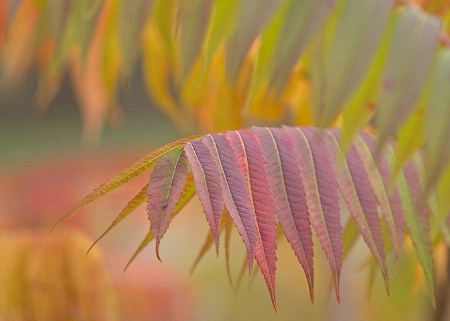 Smooth Sumac, near Cass