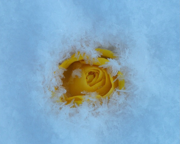 snow rose