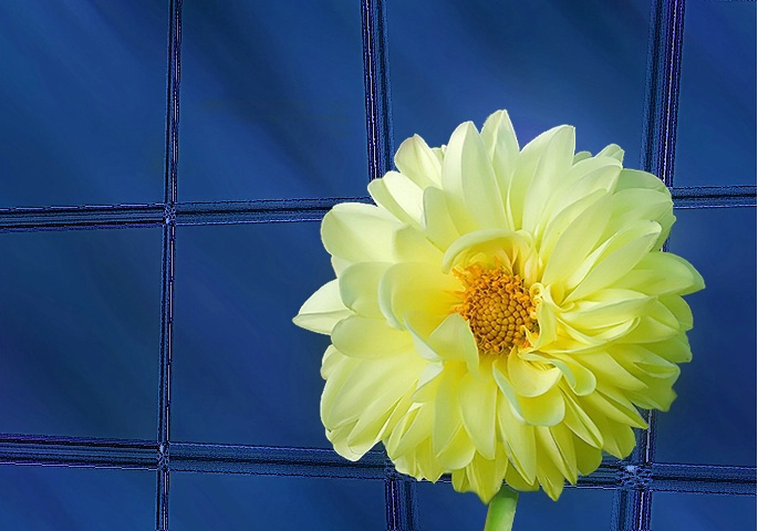 Office window with yellow flower
