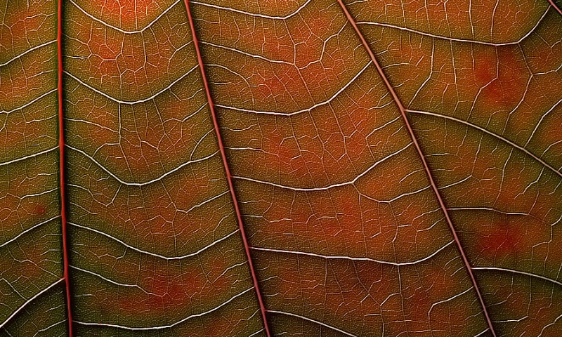 Autumn Leaf Details