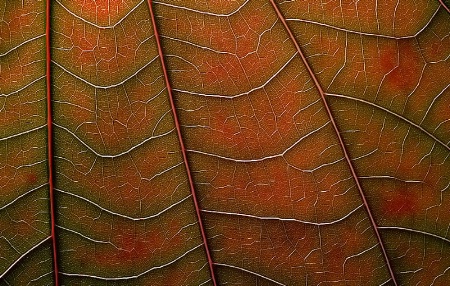 Autumn Leaf Details