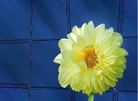 Office window with yellow flower