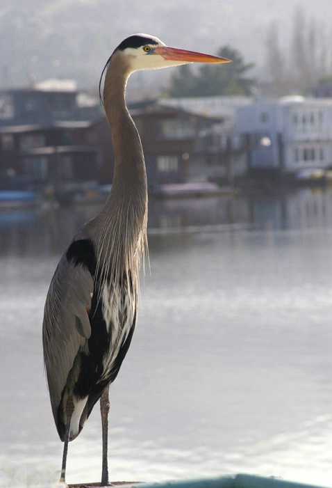 Great Blue Resident