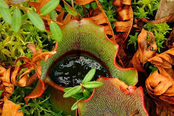 Pitcher Plant with Ice