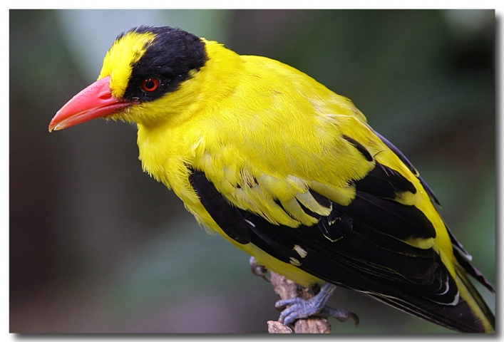 Golden oriole