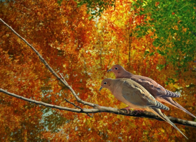 Doves in Fall