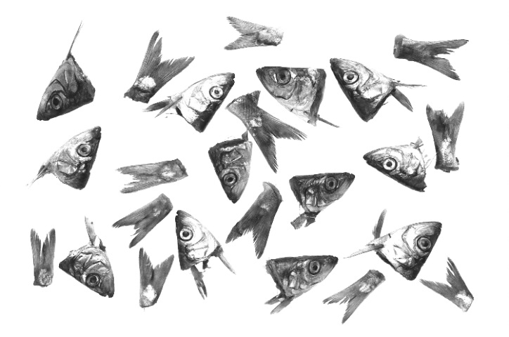 Fish heads