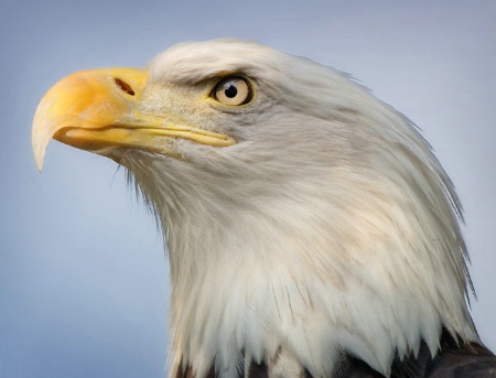 Majestic Eagle