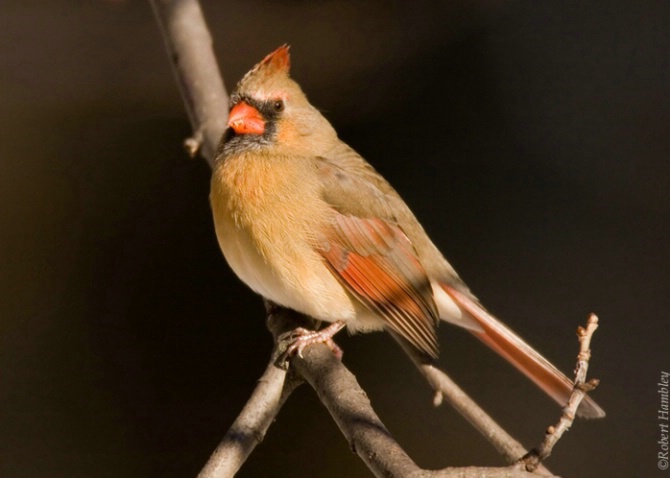 Northern Cardinal - ID: 3098398 © Robert Hambley