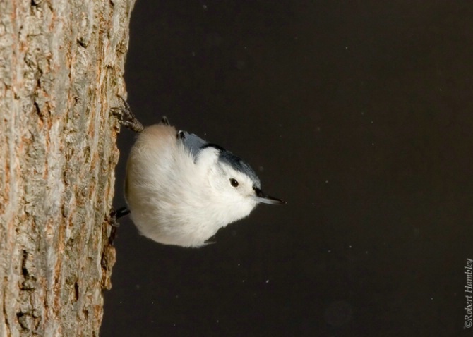 White Breasted Nuthatch - ID: 3098399 © Robert Hambley