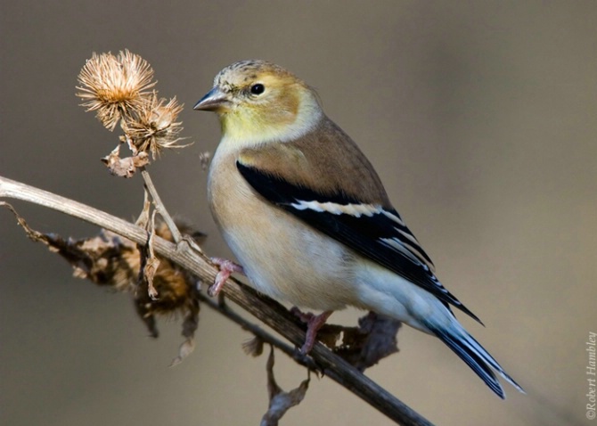 American Goldfinch - ID: 3098400 © Robert Hambley