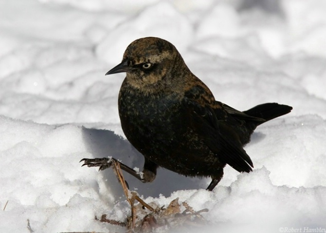 Rusty Blackbird 7 - ID: 3098403 © Robert Hambley