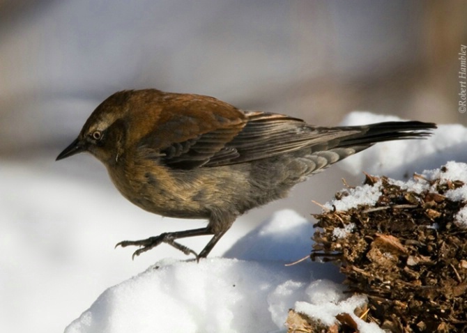 Rusty Blackbird 4 - ID: 3098408 © Robert Hambley
