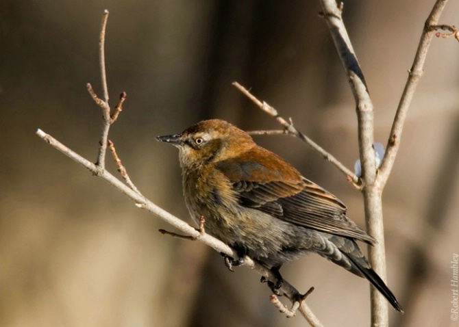 Rusty Blackbird 2 - ID: 3098412 © Robert Hambley