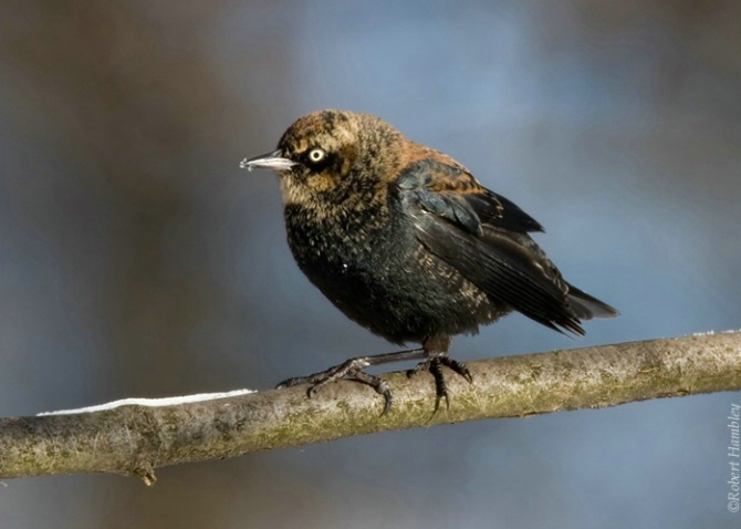 Rusty Blackbird 1 - ID: 3098416 © Robert Hambley
