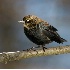 © Robert Hambley PhotoID # 3098416: Rusty Blackbird 1