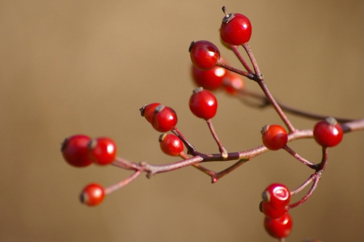 Christmas Berry