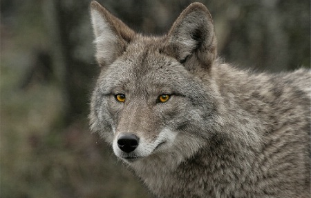 eye's of a coyote