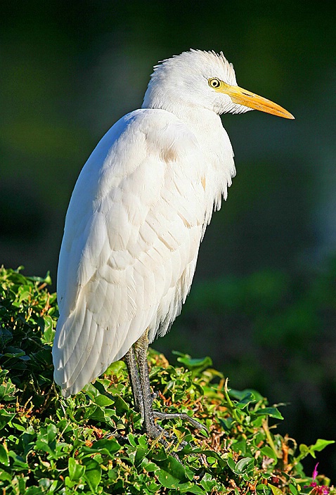 Cattle Egret - ID: 3098773 © Janine Russell