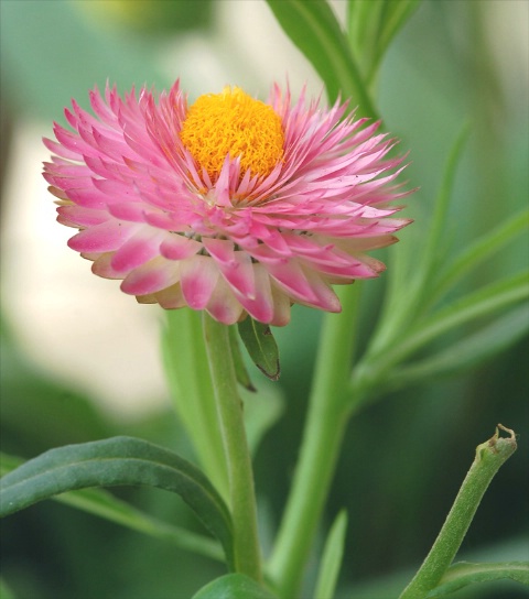 Straw Flower