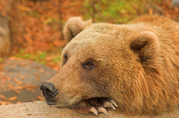 Taking an Autumn Rest