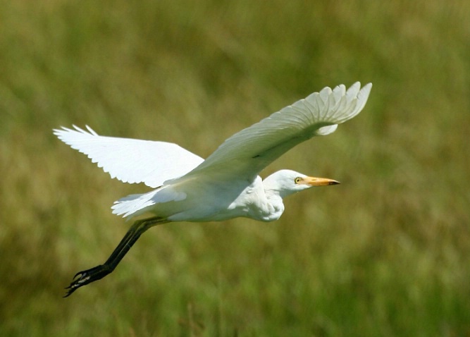 In flight