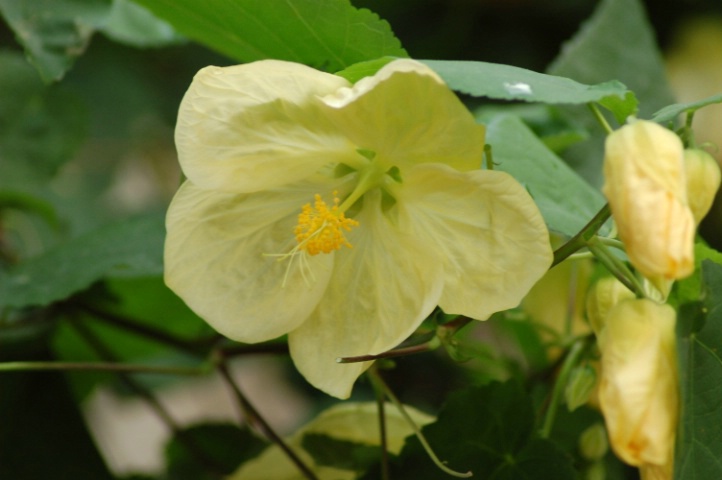 yellow flower