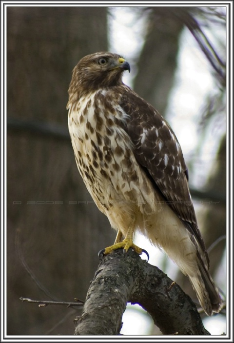 Red Tailed Hawk