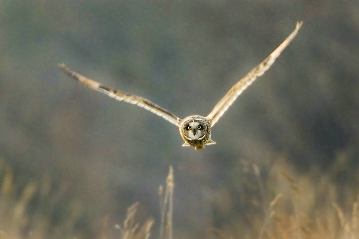 Short-Eared Owl Hunting - ID: 3100950 © John Tubbs