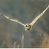 2Short-Eared Owl Hunting - ID: 3100950 © John Tubbs