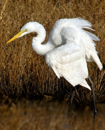 Egret in Marsh