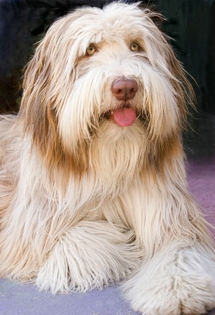 Bearded Collie