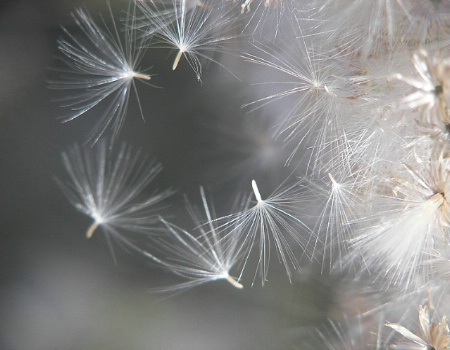 Wind Catcher
