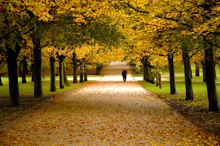 Avenue of Fallen Leaves