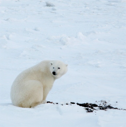 My first Polar Bear Capture - ID: 3106749 © Emile Abbott