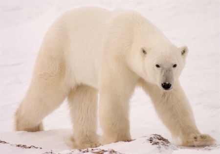 Stalely male Polar Bear