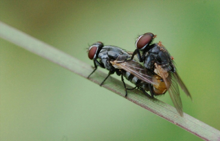 Insects Mating #2