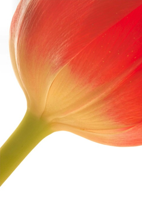 A Tulip On A Tilt