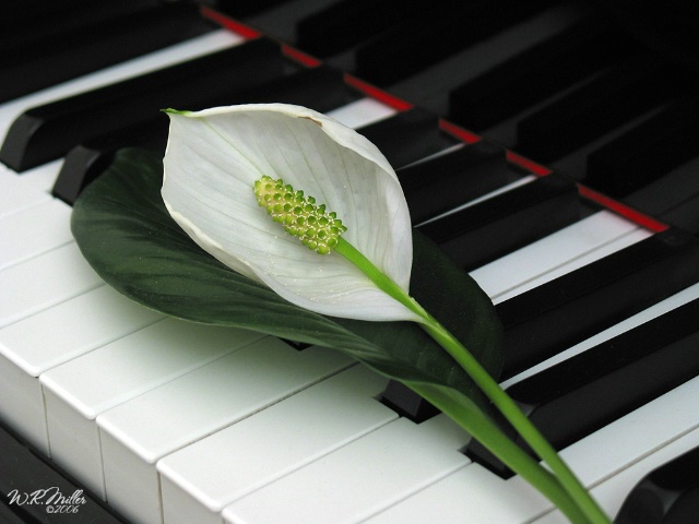 Lily On The Piano