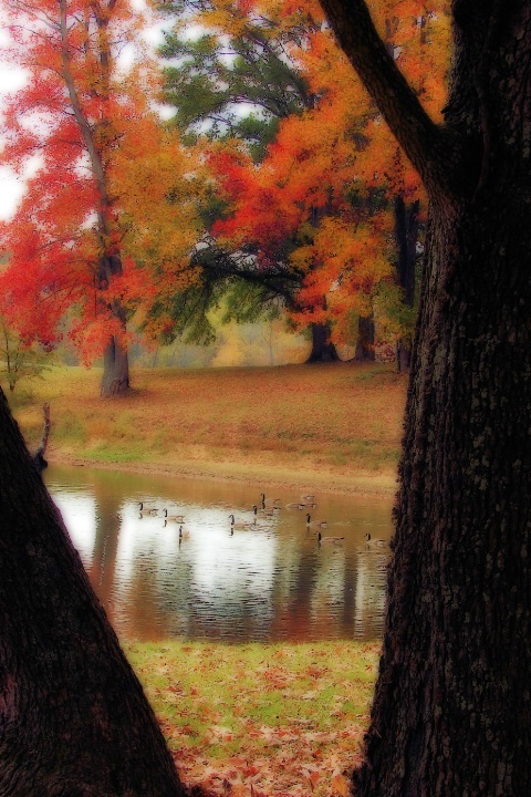 Geese on a Pond