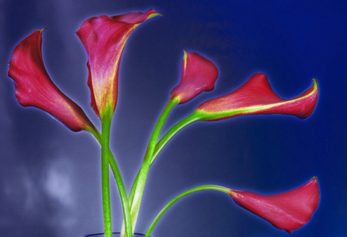 Christmas Calla Lilies